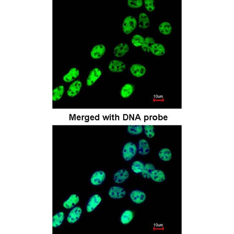 Immunofluorescence - hnRNP F antibody from Signalway Antibody (22842) - Antibodies.com