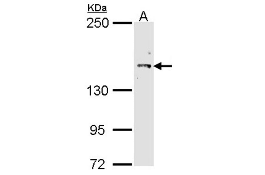 Cullin-7 antibody from Signalway Antibody (22865) - Antibodies.com