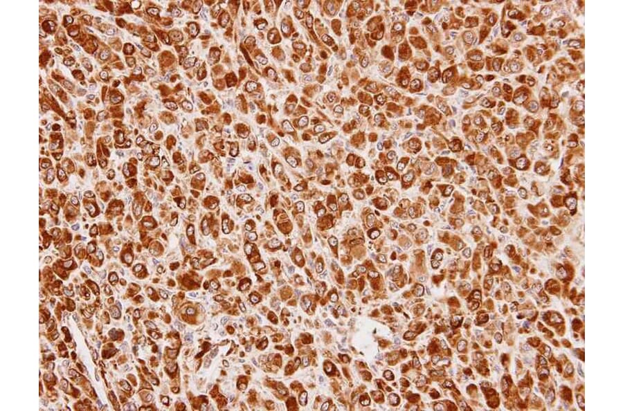 Immunohistochemistry - Cullin-7 antibody from Signalway Antibody (22865) - Antibodies.com