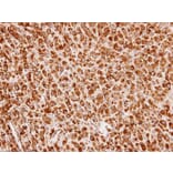 Immunohistochemistry - Cullin-7 antibody from Signalway Antibody (22865) - Antibodies.com