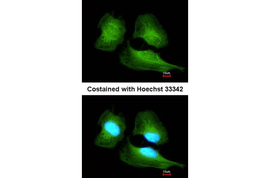 Immunofluorescence - Cullin-7 antibody from Signalway Antibody (22865) - Antibodies.com