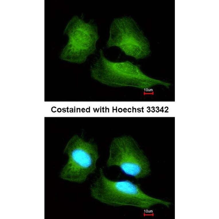 Immunofluorescence - Cullin-7 antibody from Signalway Antibody (22865) - Antibodies.com