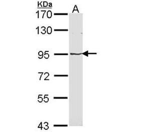 LRP (MVP) antibody from Signalway Antibody (22901) - Antibodies.com