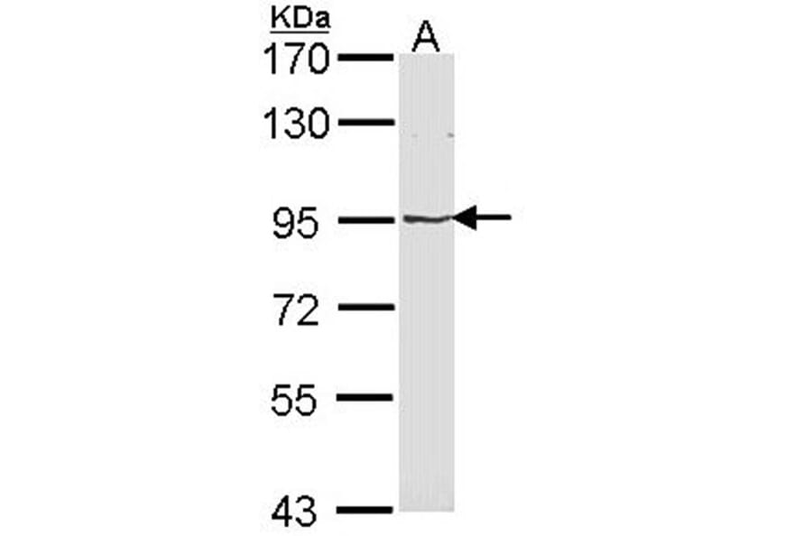LRP (MVP) antibody from Signalway Antibody (22901) - Antibodies.com