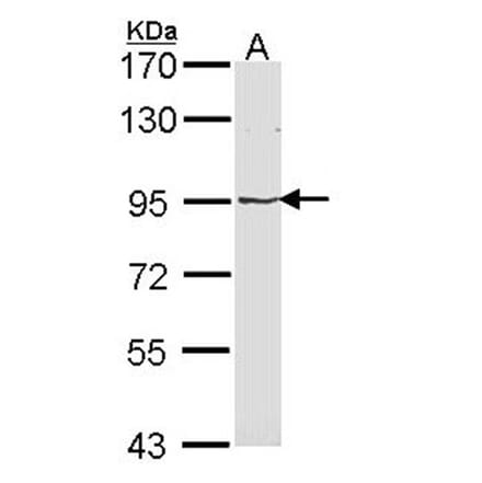 LRP (MVP) antibody from Signalway Antibody (22901) - Antibodies.com