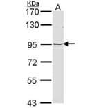 LRP (MVP) antibody from Signalway Antibody (22901) - Antibodies.com