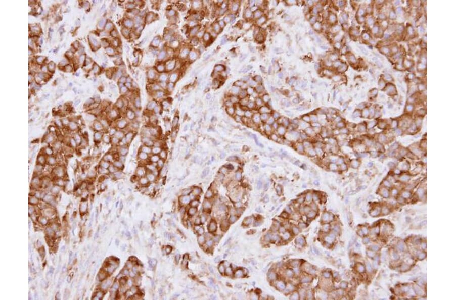 Immunohistochemistry - LRP (MVP) antibody from Signalway Antibody (22901) - Antibodies.com