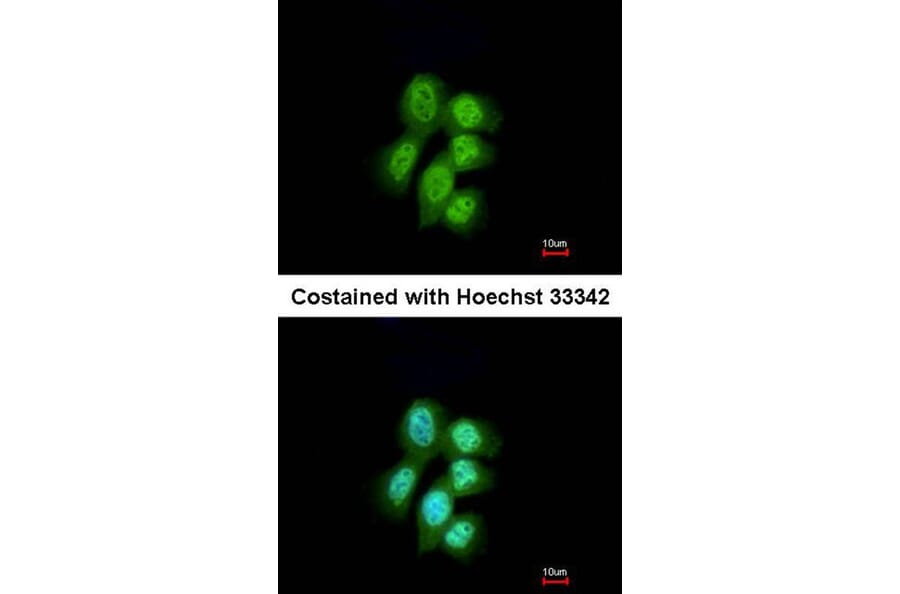 Immunofluorescence - LRP (MVP) antibody from Signalway Antibody (22901) - Antibodies.com