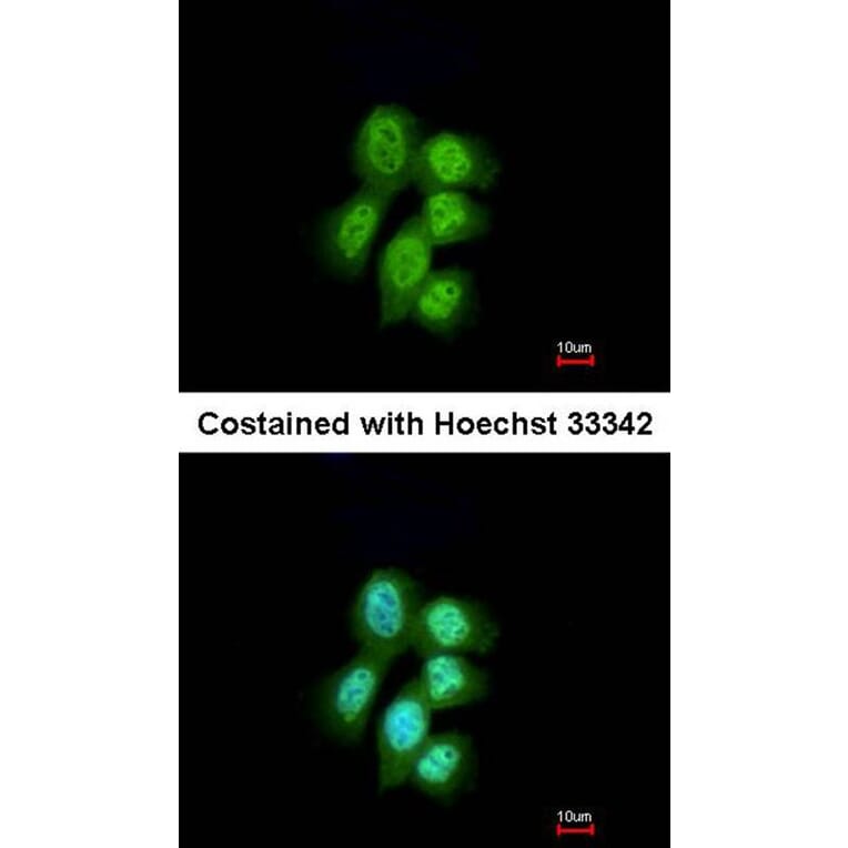 Immunofluorescence - LRP (MVP) antibody from Signalway Antibody (22901) - Antibodies.com
