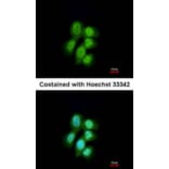 Immunofluorescence - LRP (MVP) antibody from Signalway Antibody (22901) - Antibodies.com