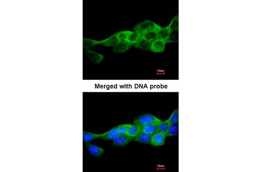 Immunofluorescence - IKK beta antibody from Signalway Antibody (22942) - Antibodies.com
