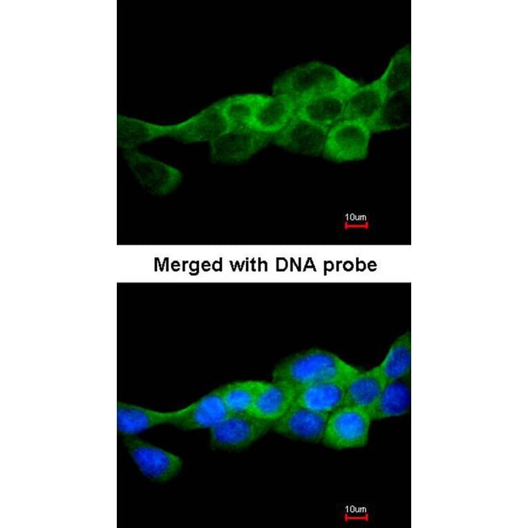 Immunofluorescence - IKK beta antibody from Signalway Antibody (22942) - Antibodies.com