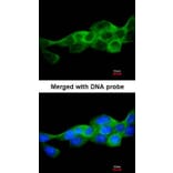 Immunofluorescence - IKK beta antibody from Signalway Antibody (22942) - Antibodies.com
