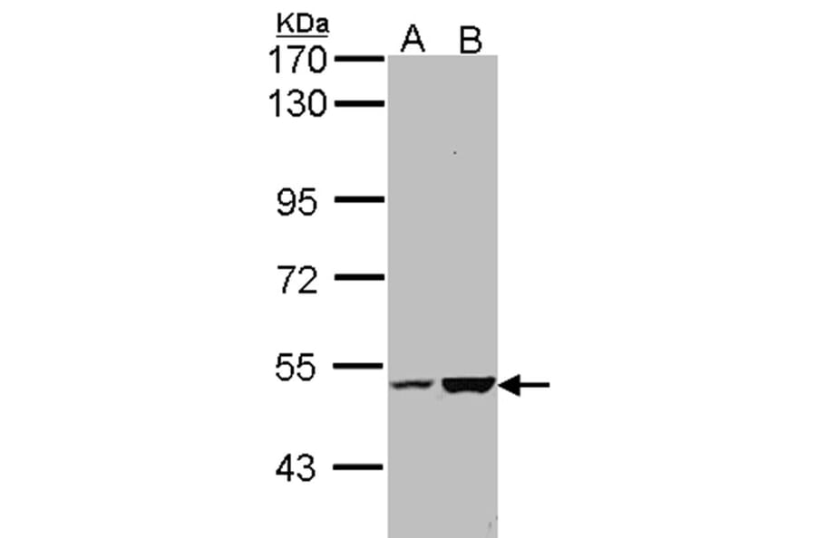 KIAA0494 antibody from Signalway Antibody (23101) - Antibodies.com