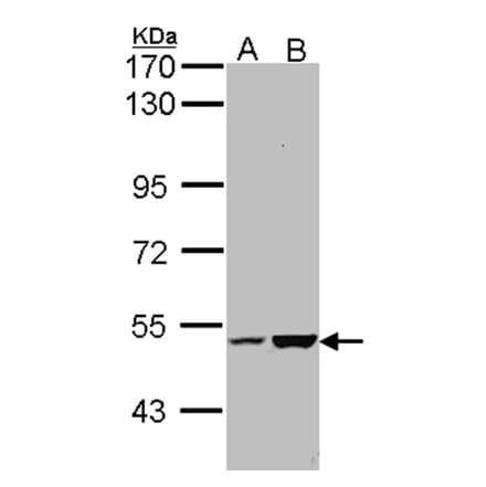 KIAA0494 antibody from Signalway Antibody (23101) - Antibodies.com