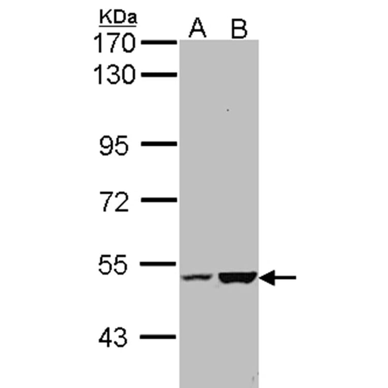 KIAA0494 antibody from Signalway Antibody (23101) - Antibodies.com