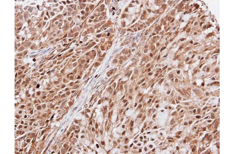 Immunohistochemistry - KIAA0494 antibody from Signalway Antibody (23101) - Antibodies.com