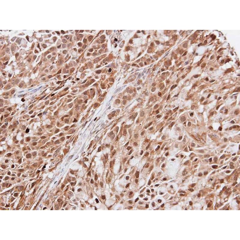 Immunohistochemistry - KIAA0494 antibody from Signalway Antibody (23101) - Antibodies.com