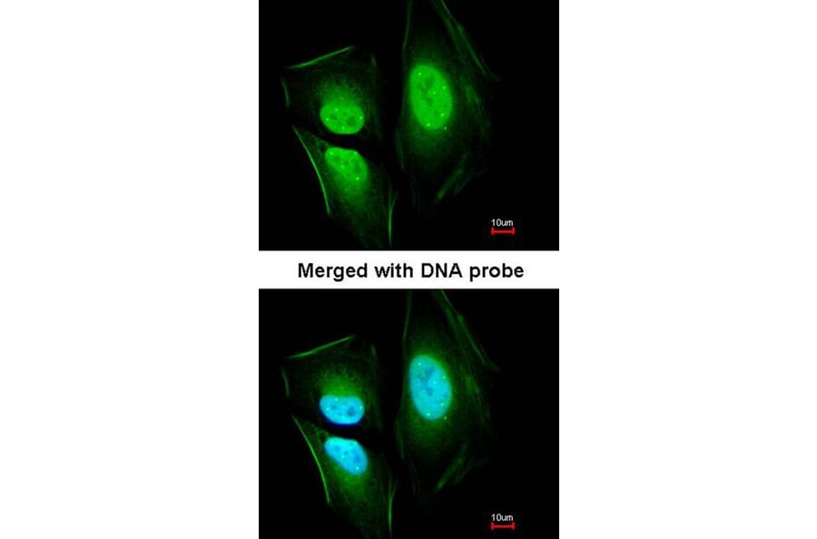 Immunofluorescence - KIAA0494 antibody from Signalway Antibody (23101) - Antibodies.com