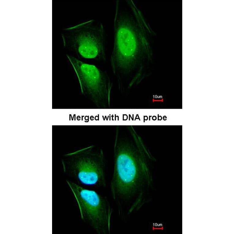 Immunofluorescence - KIAA0494 antibody from Signalway Antibody (23101) - Antibodies.com