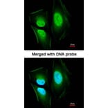 Immunofluorescence - KIAA0494 antibody from Signalway Antibody (23101) - Antibodies.com