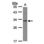 C20orf11 antibody from Signalway Antibody (23135) - Antibodies.com