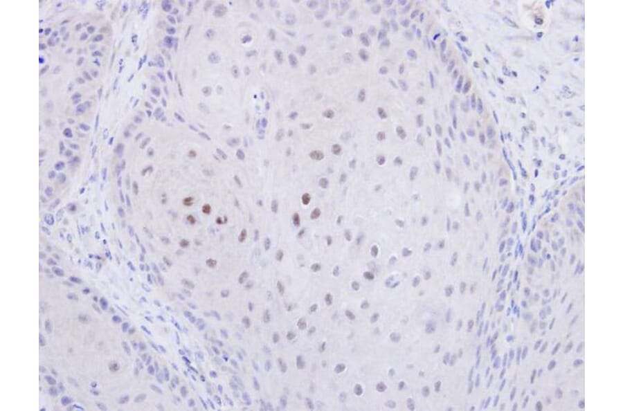 Immunohistochemistry - C20orf11 antibody from Signalway Antibody (23135) - Antibodies.com