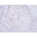 Immunohistochemistry - C20orf11 antibody from Signalway Antibody (23135) - Antibodies.com