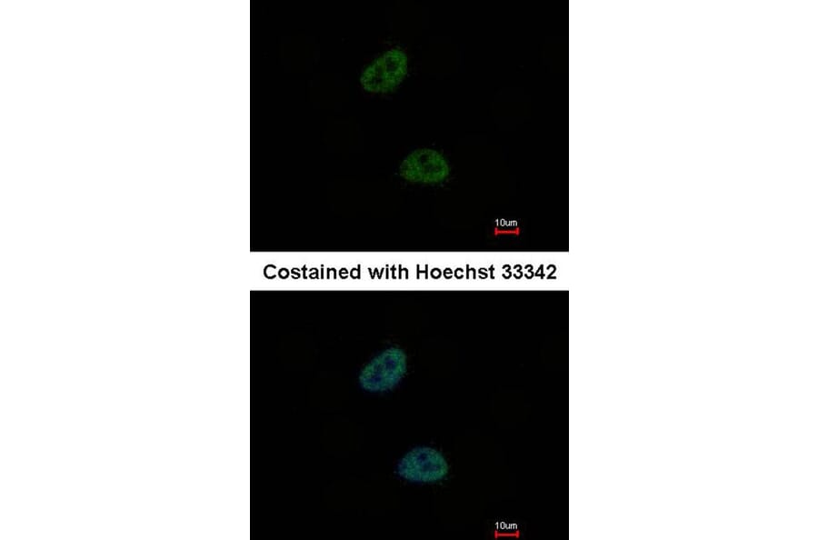 Immunofluorescence - C20orf11 antibody from Signalway Antibody (23135) - Antibodies.com