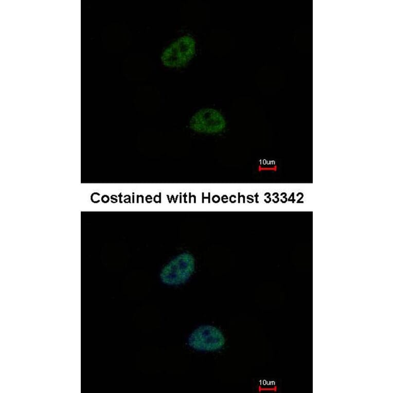 Immunofluorescence - C20orf11 antibody from Signalway Antibody (23135) - Antibodies.com