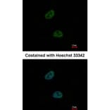 Immunofluorescence - C20orf11 antibody from Signalway Antibody (23135) - Antibodies.com