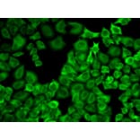 Immunofluorescence - HSP90AA1 Antibody from Signalway Antibody (32072) - Antibodies.com