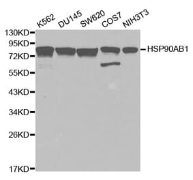 Western blot - HSP90AB1 Antibody from Signalway Antibody (32151) - Antibodies.com