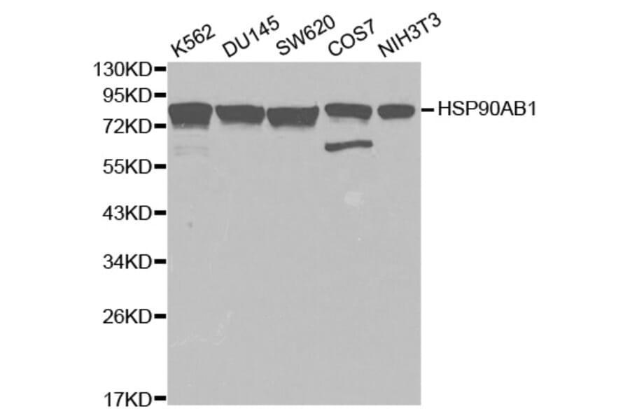 Western blot - HSP90AB1 Antibody from Signalway Antibody (32151) - Antibodies.com
