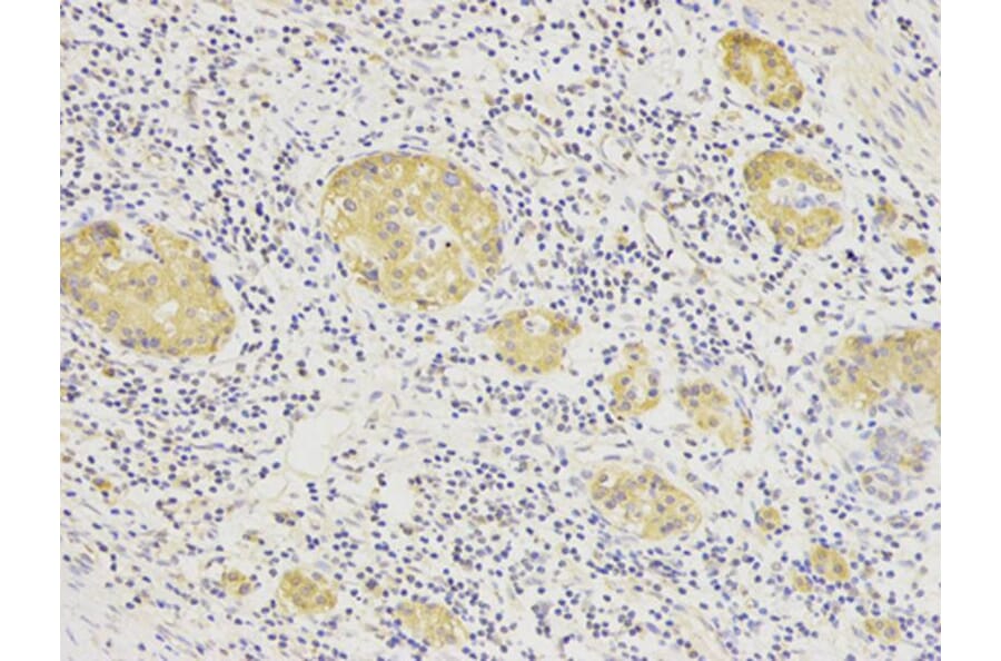 Immunohistochemistry - HSP90AB1 Antibody from Signalway Antibody (32151) - Antibodies.com
