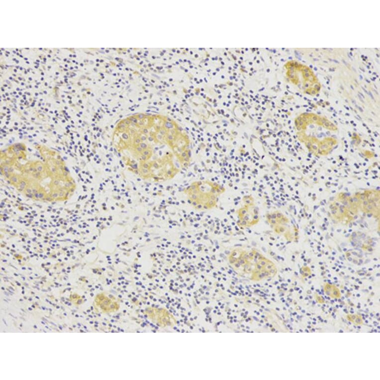 Immunohistochemistry - HSP90AB1 Antibody from Signalway Antibody (32151) - Antibodies.com