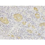 Immunohistochemistry - HSP90AB1 Antibody from Signalway Antibody (32151) - Antibodies.com