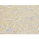 Immunohistochemistry - HSP90AB1 Antibody from Signalway Antibody (32151) - Antibodies.com