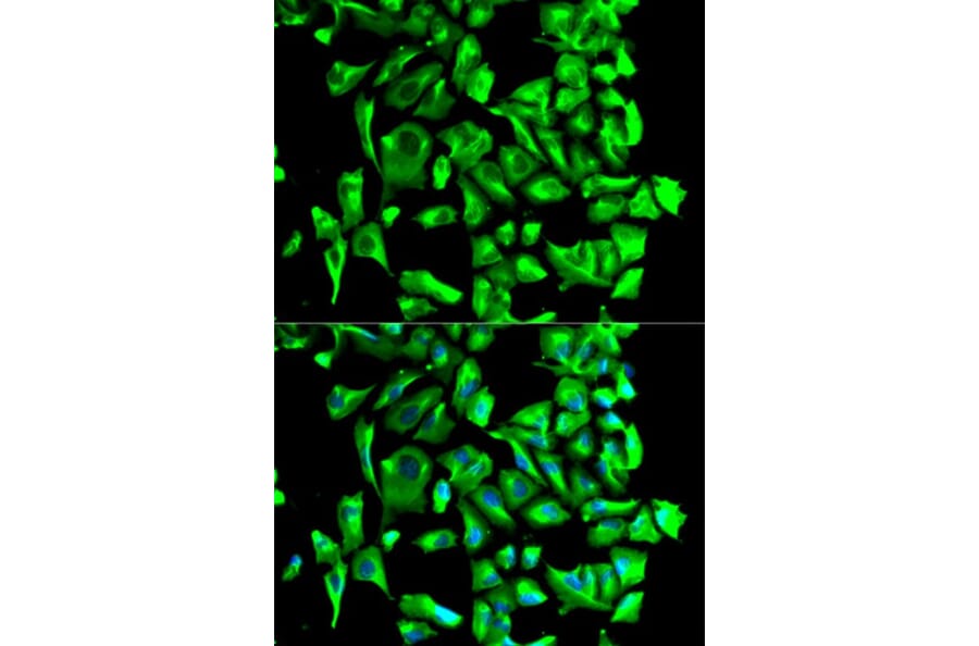 Immunofluorescence - HSP90AB1 Antibody from Signalway Antibody (32151) - Antibodies.com