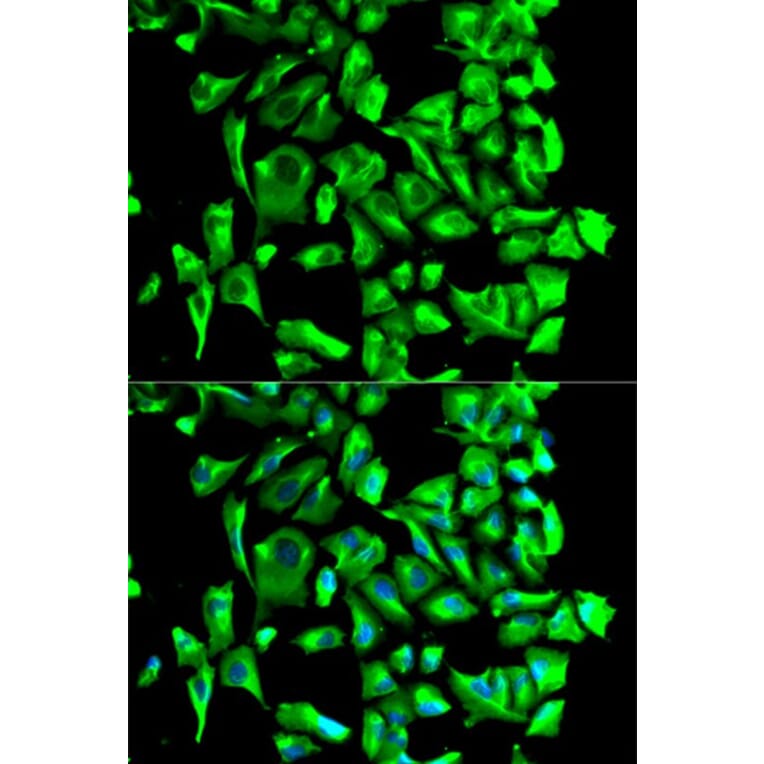 Immunofluorescence - HSP90AB1 Antibody from Signalway Antibody (32151) - Antibodies.com