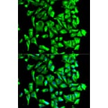 Immunofluorescence - HSP90AB1 Antibody from Signalway Antibody (32151) - Antibodies.com