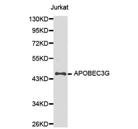 Western blot - APOBEC3G Antibody from Signalway Antibody (32283) - Antibodies.com