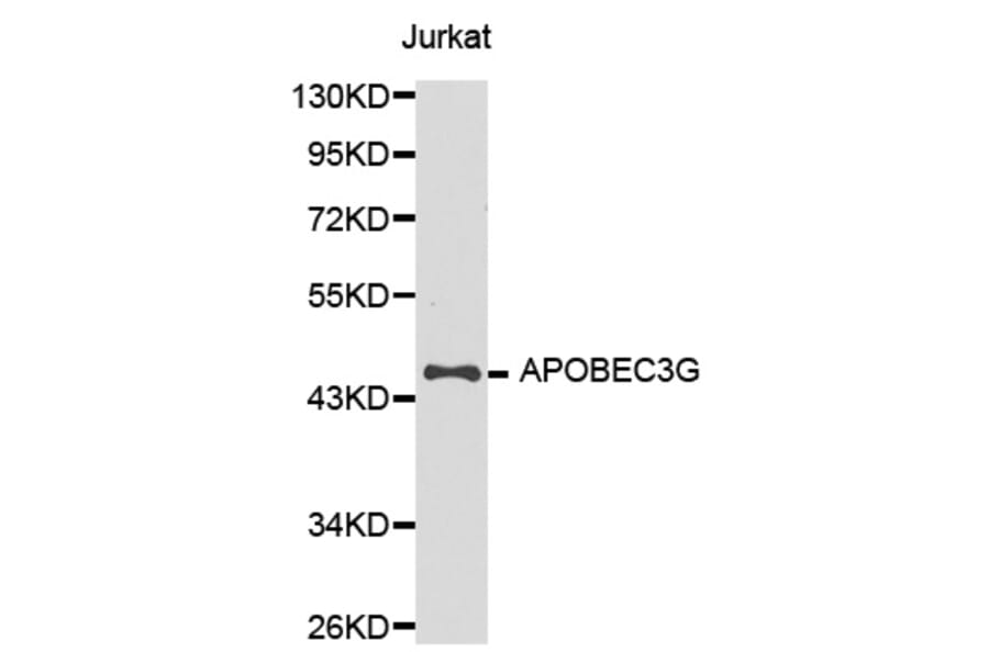 Western blot - APOBEC3G Antibody from Signalway Antibody (32283) - Antibodies.com
