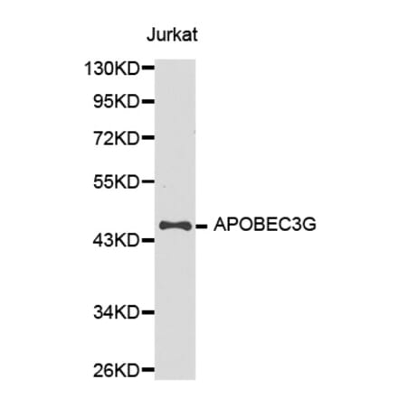 Western blot - APOBEC3G Antibody from Signalway Antibody (32283) - Antibodies.com