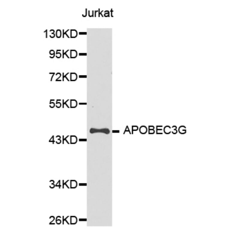 Western blot - APOBEC3G Antibody from Signalway Antibody (32283) - Antibodies.com