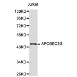 Western blot - APOBEC3G Antibody from Signalway Antibody (32283) - Antibodies.com