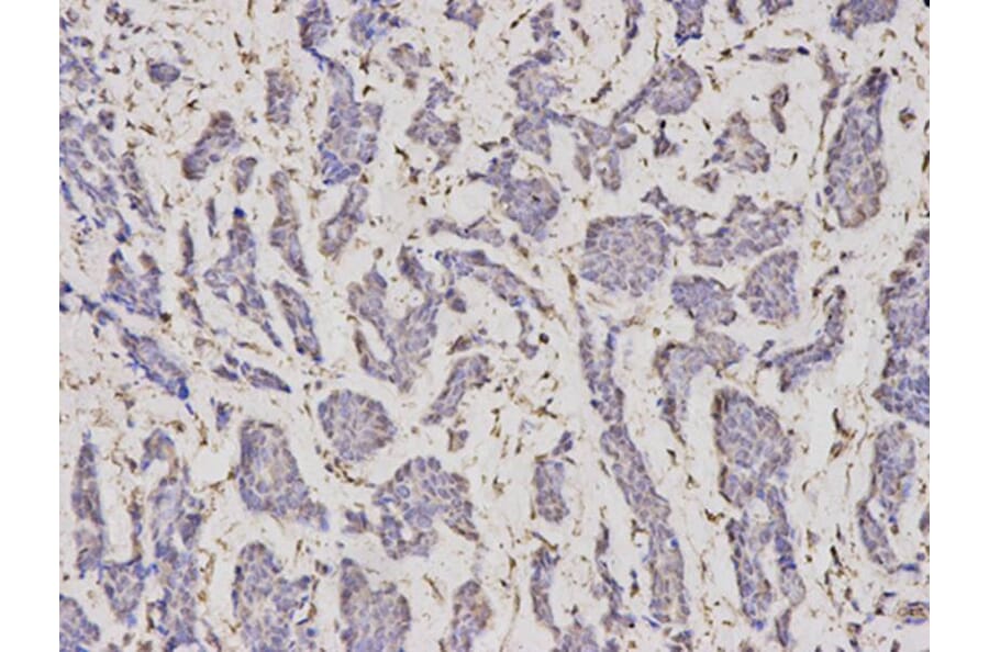 Immunohistochemistry - SERPINH1 Antibody from Signalway Antibody (32687) - Antibodies.com