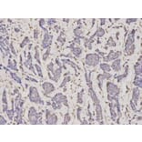 Immunohistochemistry - SERPINH1 Antibody from Signalway Antibody (32687) - Antibodies.com