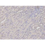 Immunohistochemistry - SERPINH1 Antibody from Signalway Antibody (32687) - Antibodies.com