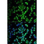 Immunofluorescence - SERPINH1 Antibody from Signalway Antibody (32687) - Antibodies.com